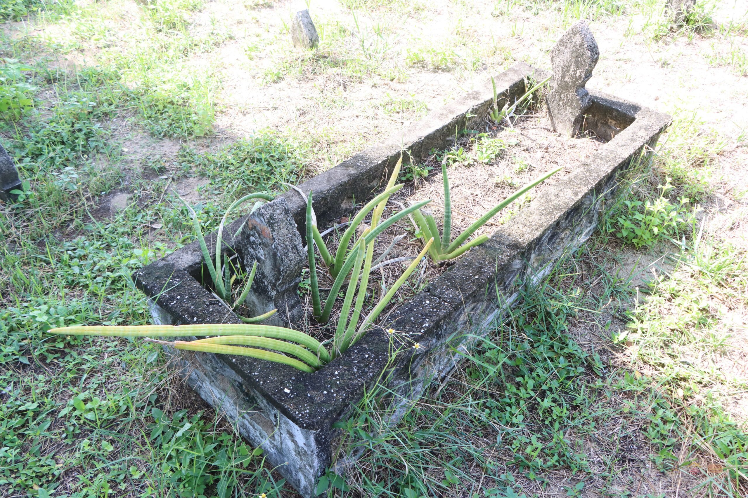 1 - ต้นงวงช้าง กุโบร์มัสยิดม่วงงาม