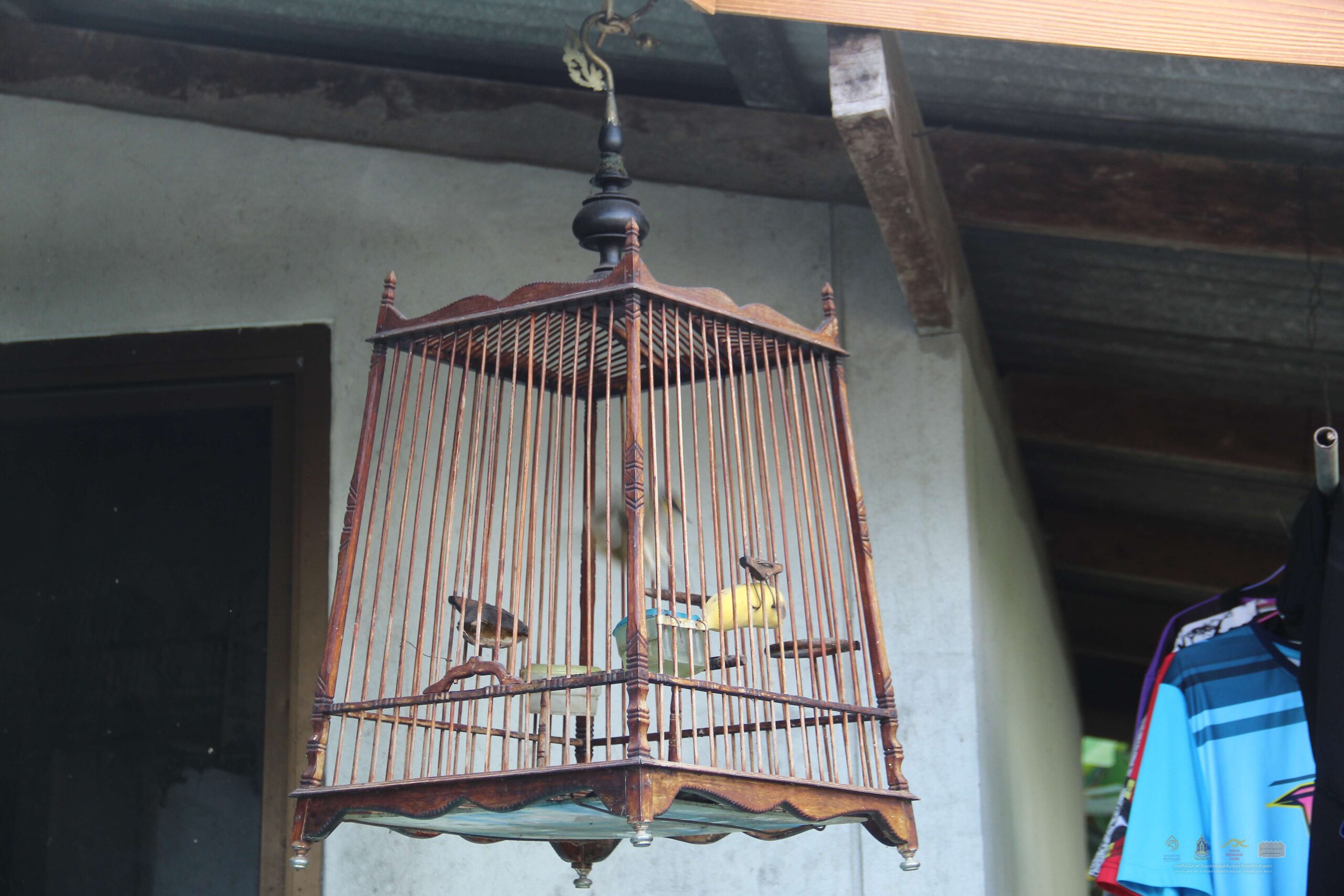 2 - กรงนกกรงหัวจุก