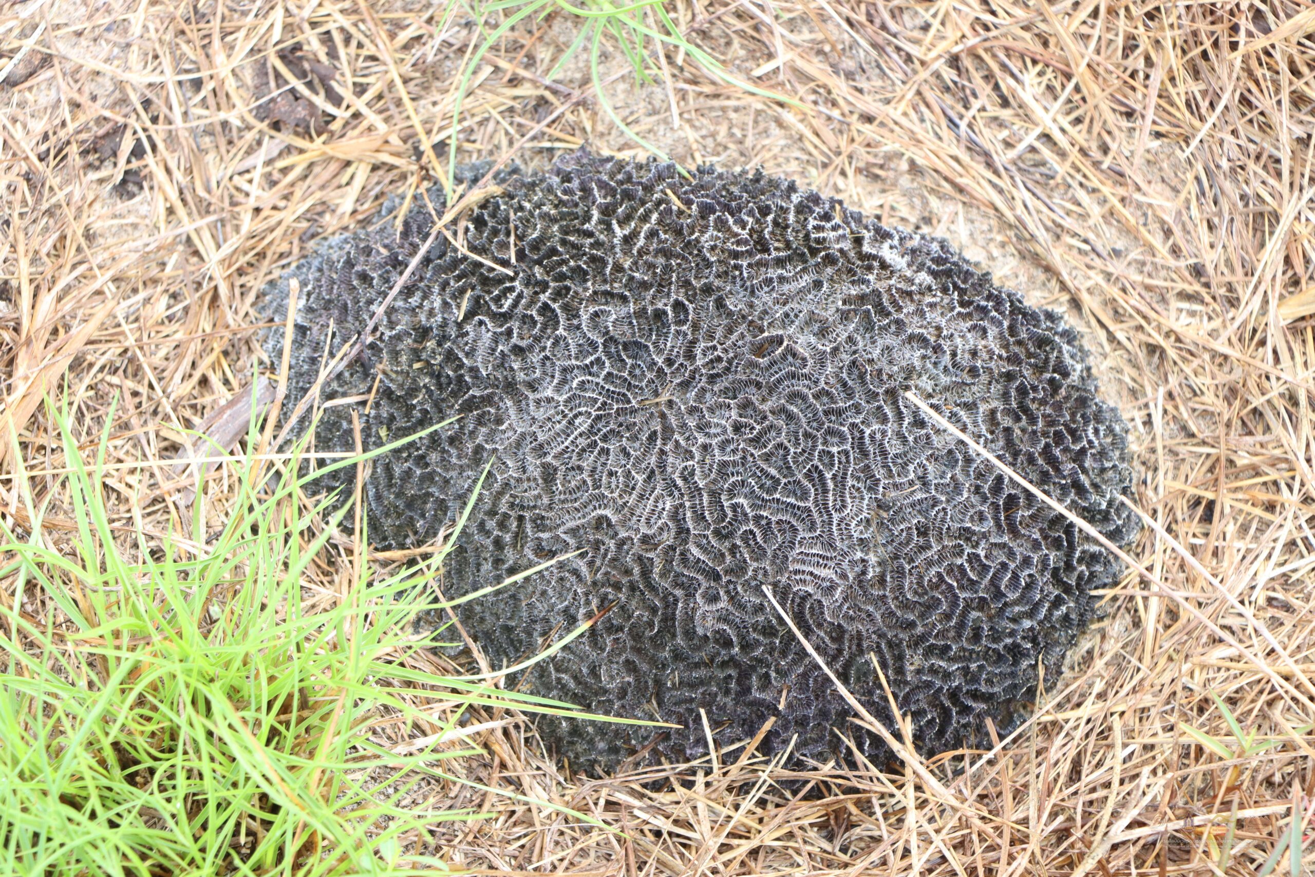 3- ม่วงงาม