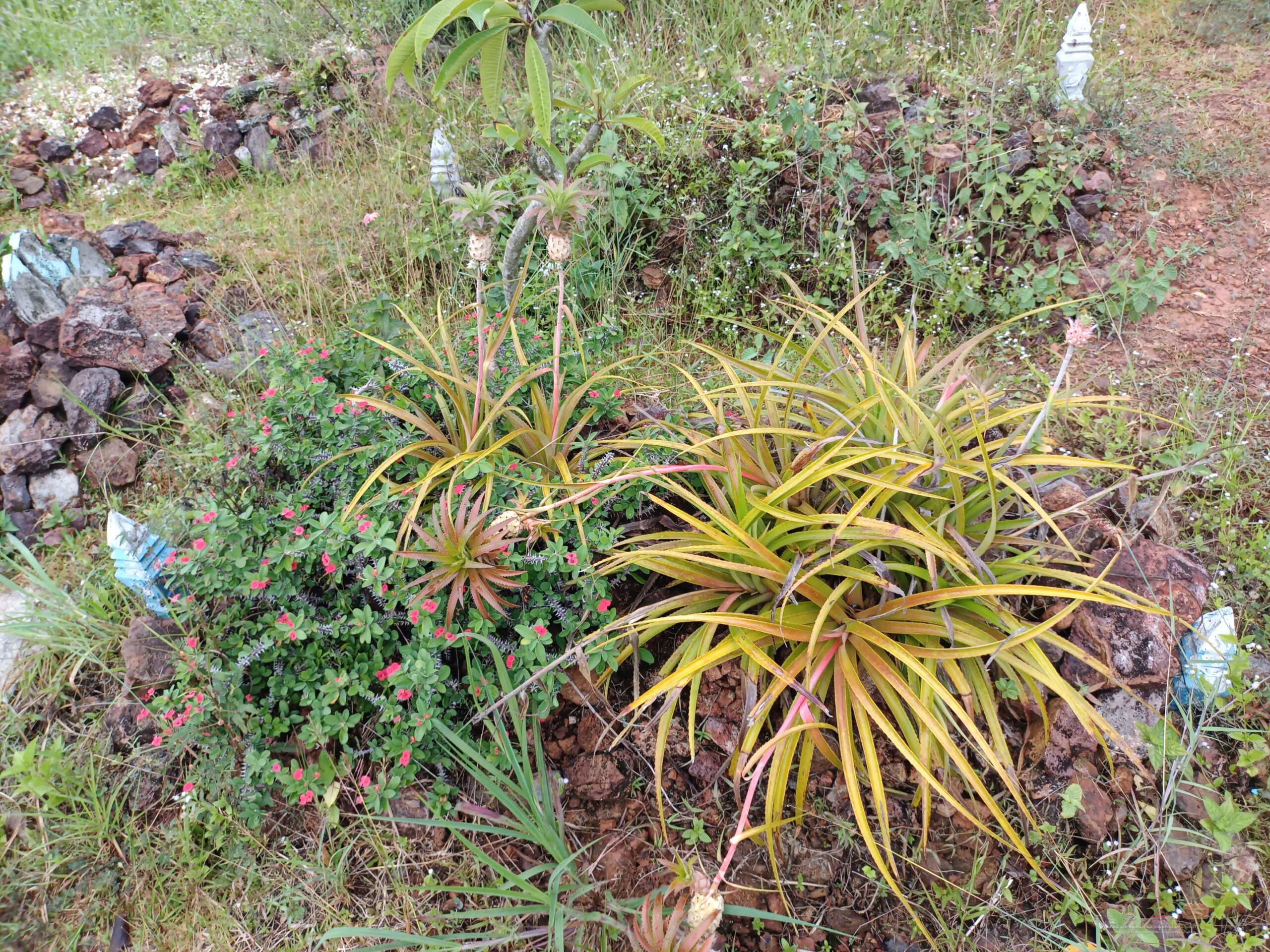 3.ต้นโปยเซียน สับปปะรดสี กุดบร์บ้านนอก