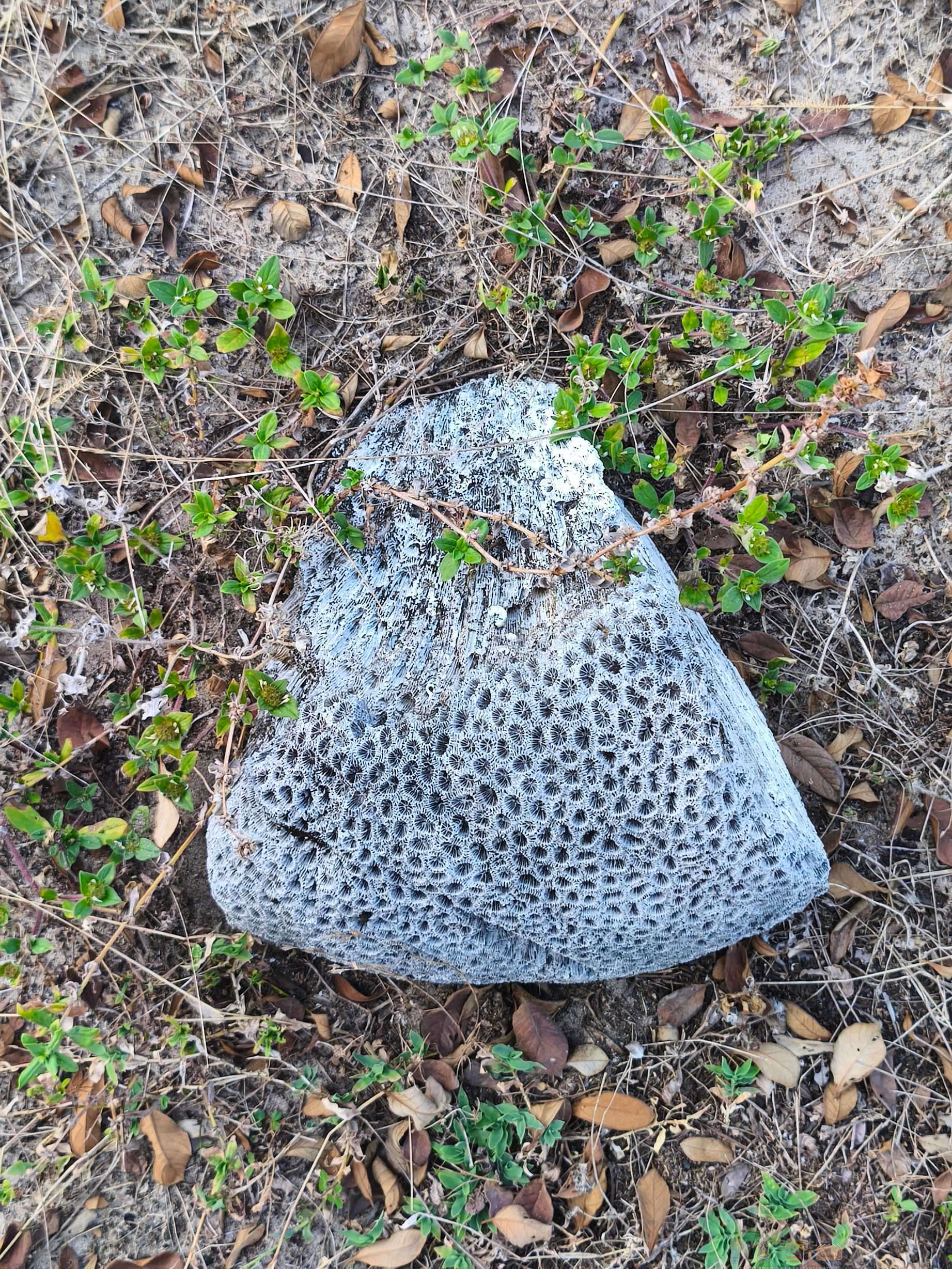 6 ท่ายาง