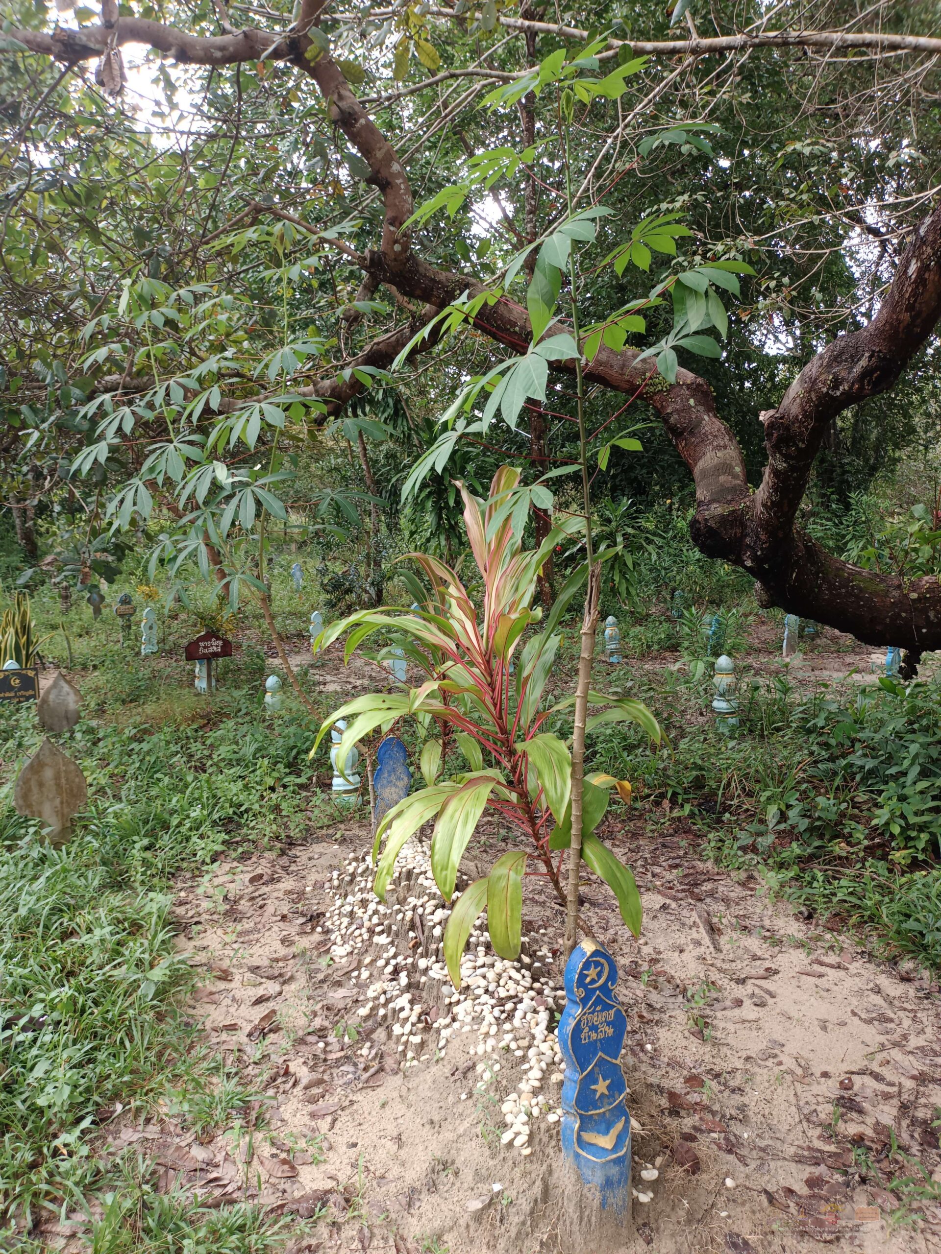 7 กุโบร์ดอนขี้เหล็ก