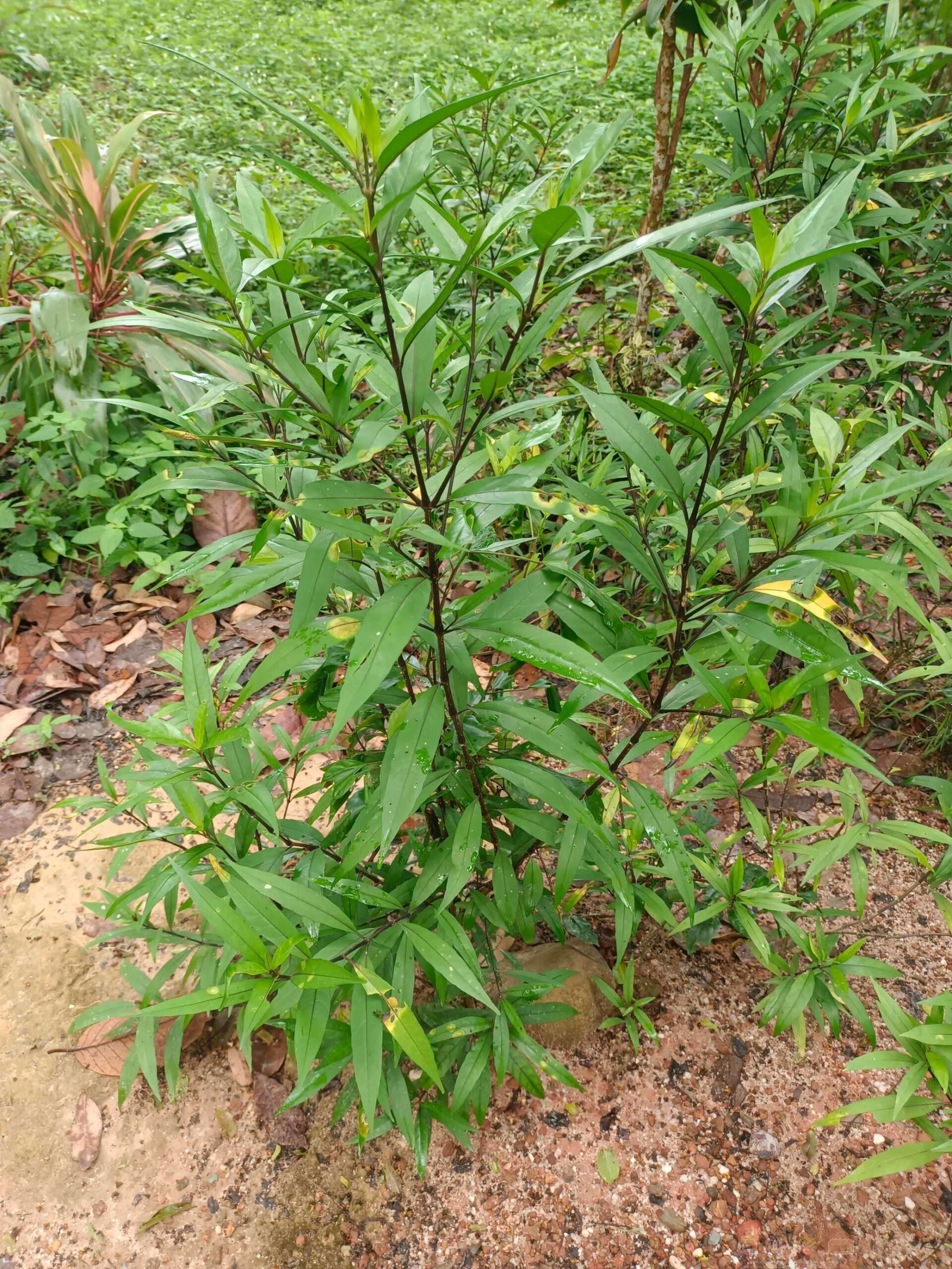 9. บ้านพลีเหนือ